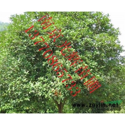 雪松价格，南京雪松价格，汤泉雪松价格