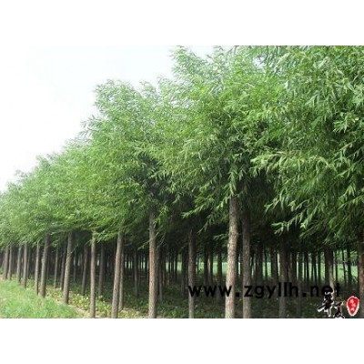 毛白杨.速生杨.速生柳.国槐.臭椿.白腊.法桐.金丝柳.苦楝