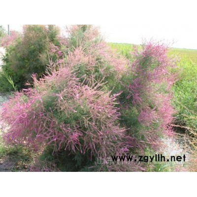 白蜡大国槐大法桐