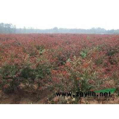 供应大量  栾树  法桐