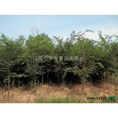 江苏常青苗圃现有2-5公分栾树大量出售