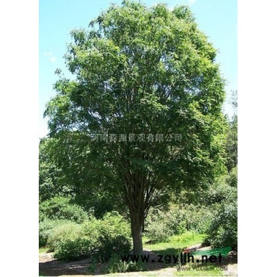 河南北京栾树供应 出售河南北京栾树 河南北京栾树行情