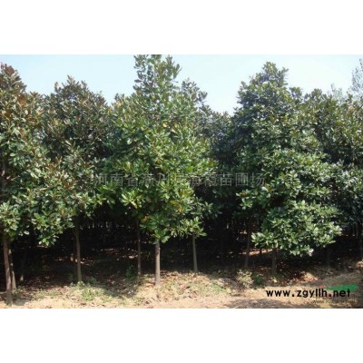 河南潢川广玉兰、紫薇、桂花、大叶女贞、白玉兰、黄山栾树