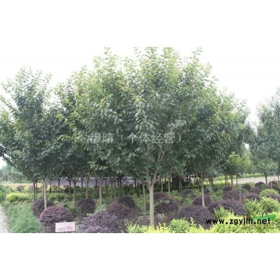 栾树  成都万树园林*新供应 价格量大从优