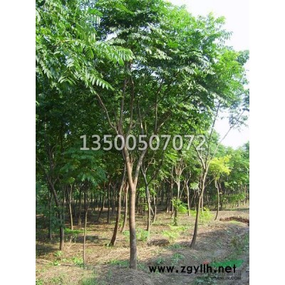 安徽雪松 雪松价格 肥西雪松 雪松基地 雪松供应