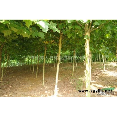 小规格栾树 米径4公分栾树 河南栾树基地