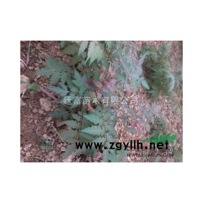 摇钱树 栾树 苗