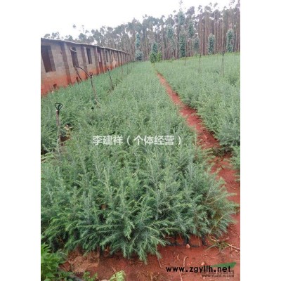 大量供应雪松，雪松树苗，价格*从优~！