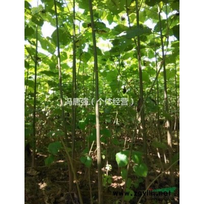 江西泡桐基地大量供应优质泡桐苗、泡桐种根,栾树苗