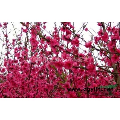 龙柏《广玉兰白玉兰枫杨紫玉兰丝棉木栾树白蜡》