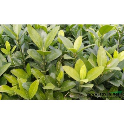 栾树供应/栾树图片