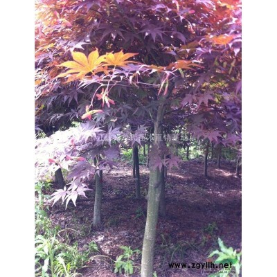 栾树/栾树价格行情/浙江栾树