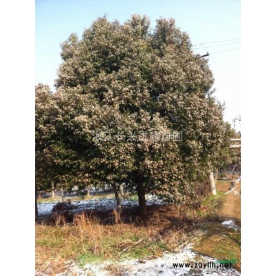 供应栾树|栾树价格|浙江栾树