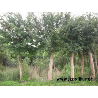 12裸根栾树|12骨架栾树|12全冠栾树