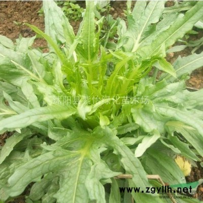 银杏苗 栾树苗 樱花苗 木瓜苗 法桐苗 紫薇苗 紫荆小苗