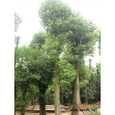 移栽栾树 三米截杆栾树价格 直生栾树移植野生栾树切杆栾树报价