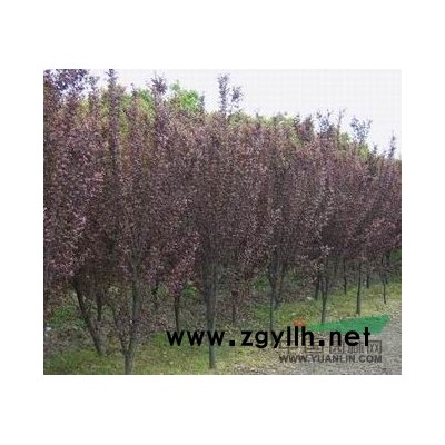 樱花、法桐、雪松、国槐、紫叶李、白蜡、大叶女贞、木槿、红叶桃