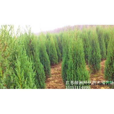 专供1-15cm栾树.黄山栾树.北京栾树.栾树小苗.栾树价格