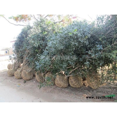 花木价格广玉兰价格紫薇价格石楠价格红叶石楠价格红叶李价格栾树