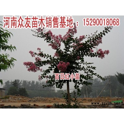 供应楸树，大叶女贞，栾树，杨树苗等绿化树苗