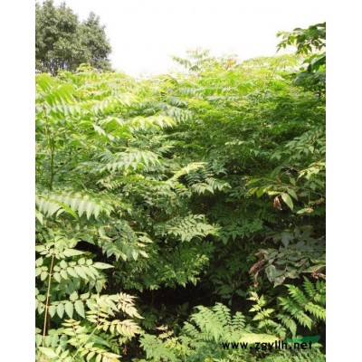 山东北京栾树信息