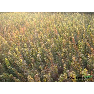 栾树苗6报价/江西栾树苗6报价