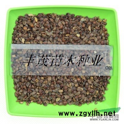 栾树种子如何卖