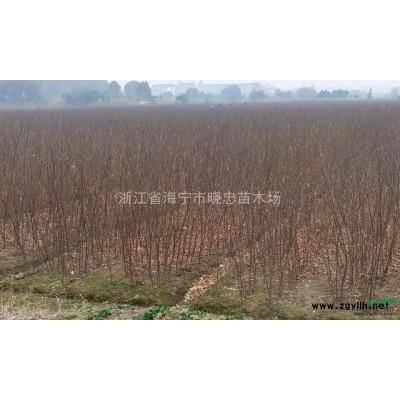 大量供应一年生栾树小苗（自产自销）