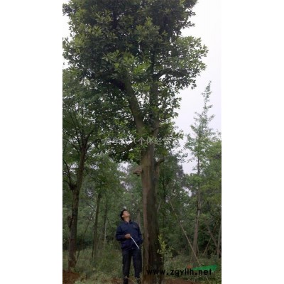 供应20—50公分胸径栾树