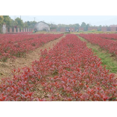 安徽栾树/栾树批发