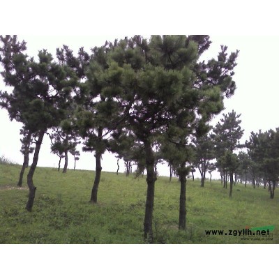 栾树行情报价\栾树图片展示