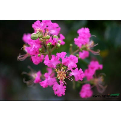 蚌埠金牛湾出售栾树种130斤