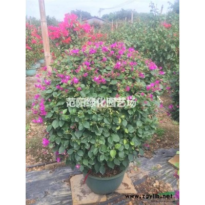 台湾栾树供应商，台湾栾树价格，台湾栾树批发供应