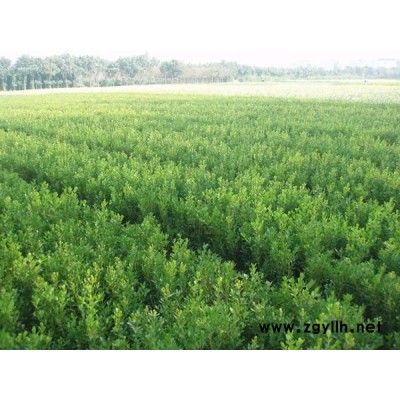 冬青，海桐，金丝桃、火炬、龙爪槐、水杉、 雪松、龙柏