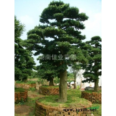 法国冬青，龙柏，夹竹桃，红叶李，红枫，栾树，紫薇，乐昌含笑