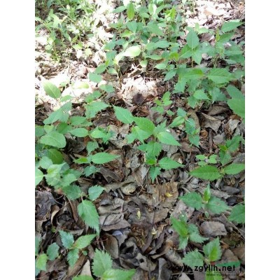 平顶松、日樱花、法桐、水杉、紫叶李、美人梅、栾树、紫薇、……