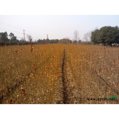 一年生三角枫，栾树，榉树，无患子小苗