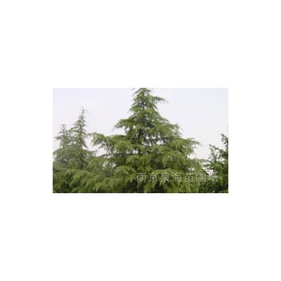 雪松 白广玉兰 马褂木 朴树 栾树 大叶女贞 桂花 垂柳-低价供应