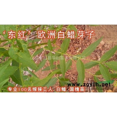 供毛白杨，垂柳，速生柳，椿树，国槐，白蜡，法桐，速生杨107