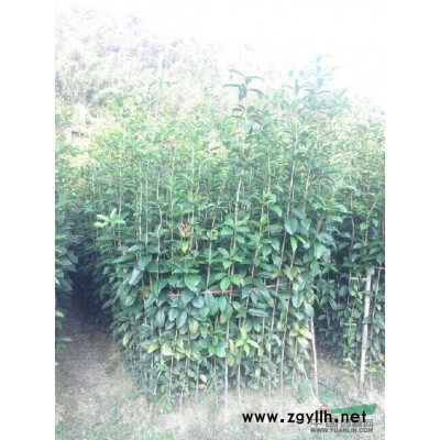 栾树3报价/湖北栾树3报价