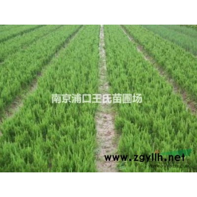 大量供应雪松，蜀桧，广玉兰，朴树等园林绿植