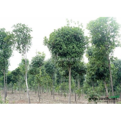 湖南栾树,12公分栾树价格 上车价380元