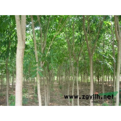 大量供应优质黄山栾树 12公分移栽栾树