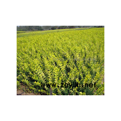 广玉兰、樱花、桂花、雪松、重阳木、白腊、法桐价格