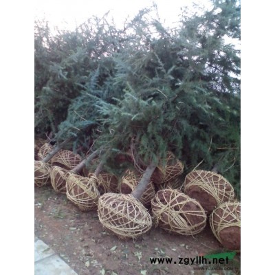 南京雪松*新报价/南京蜀桧供应/大叶女贞*新供应/低价供应广玉兰/南京红叶石楠