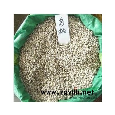 榉树种子 马褂木种子 栾树种子 九江种苗