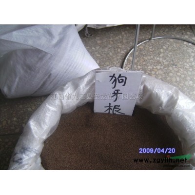 江西栾树小苗 九江栾树小苗