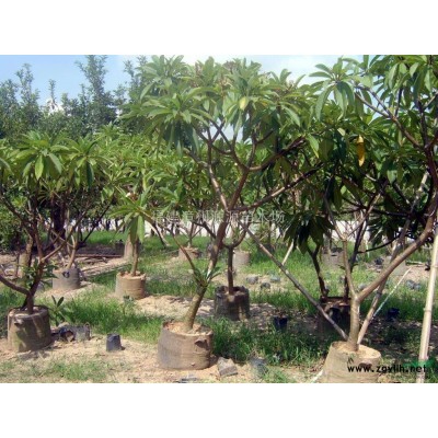 供应福建桃花心木/漳州台湾栾树/各种绿化苗木