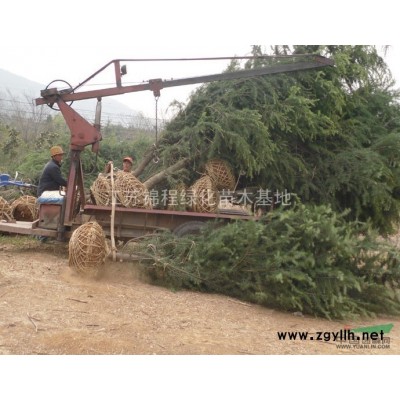 雪松/雪松树苗/雪松小苗/雪松苗价格/雪松*新价格/