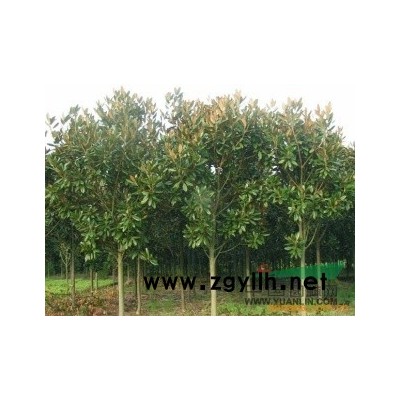 农户低价供应雪松价格，黑松价格，马尾松价格，水杉价格